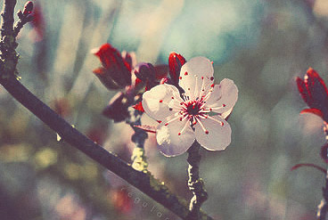 安全稳定可靠的在线短信轰炸平台